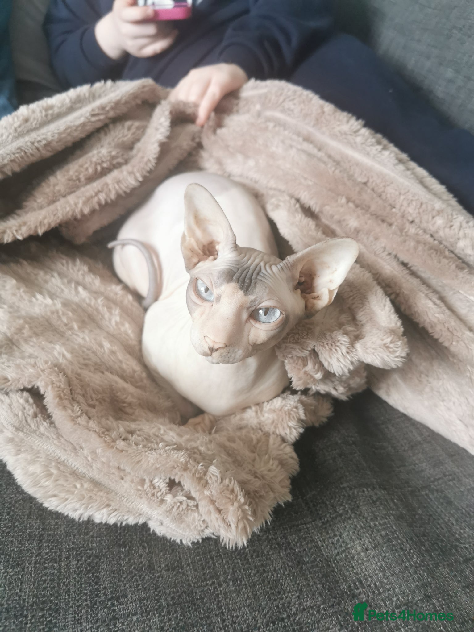 Sphynx cats Sphynx cat for sale  - Advert 5