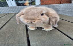 Mini Lop rabbits for sale: Baby mini lop rabbits  - Image 3