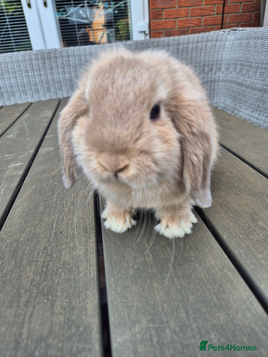 Mini Lop rabbits for sale: Baby mini lop rabbits  - Image 3