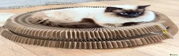 Ragdoll cats for sale: Beautiful Ragdoll kittens  in Forfar - Advert 3