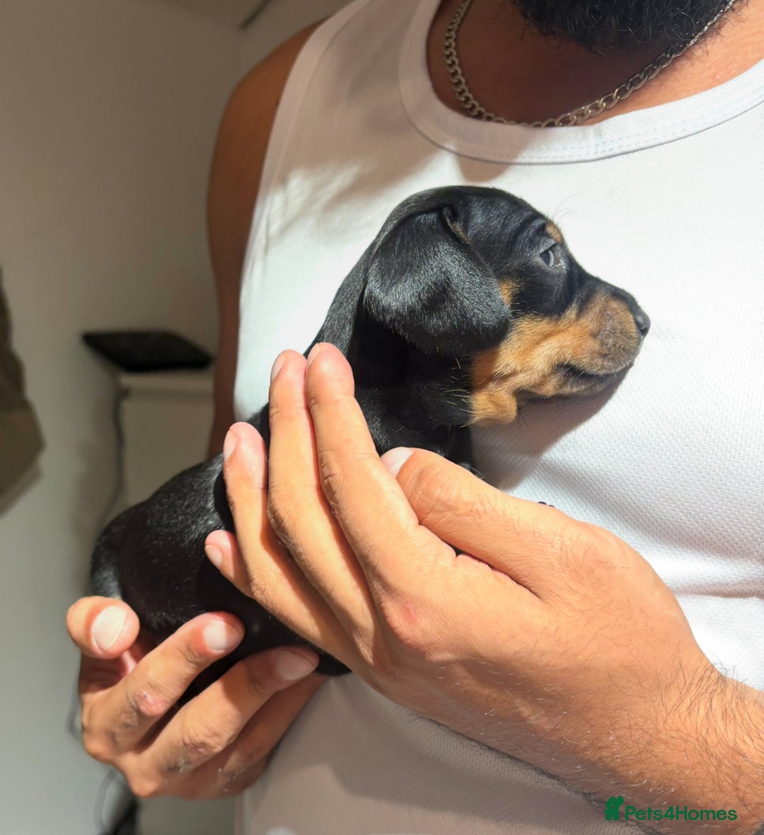 Dachshund dogs for sale: 🐾 Beautiful Dachshund Puppies -Forever Homes 🐾 - Image 4