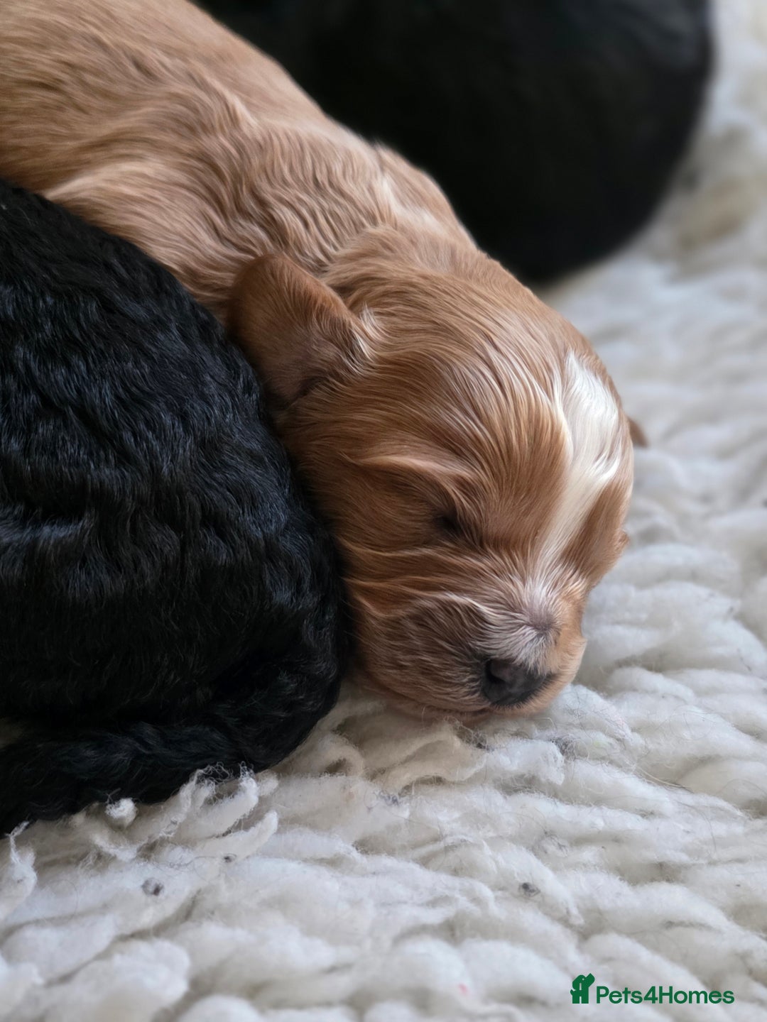 Cavapoo dogs for sale: Miniature cavapoo f1bb puppies - Image 3