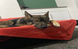 Mixed Breed dogs for sale: 3 year old German Shepard Akita mix male - Image 3