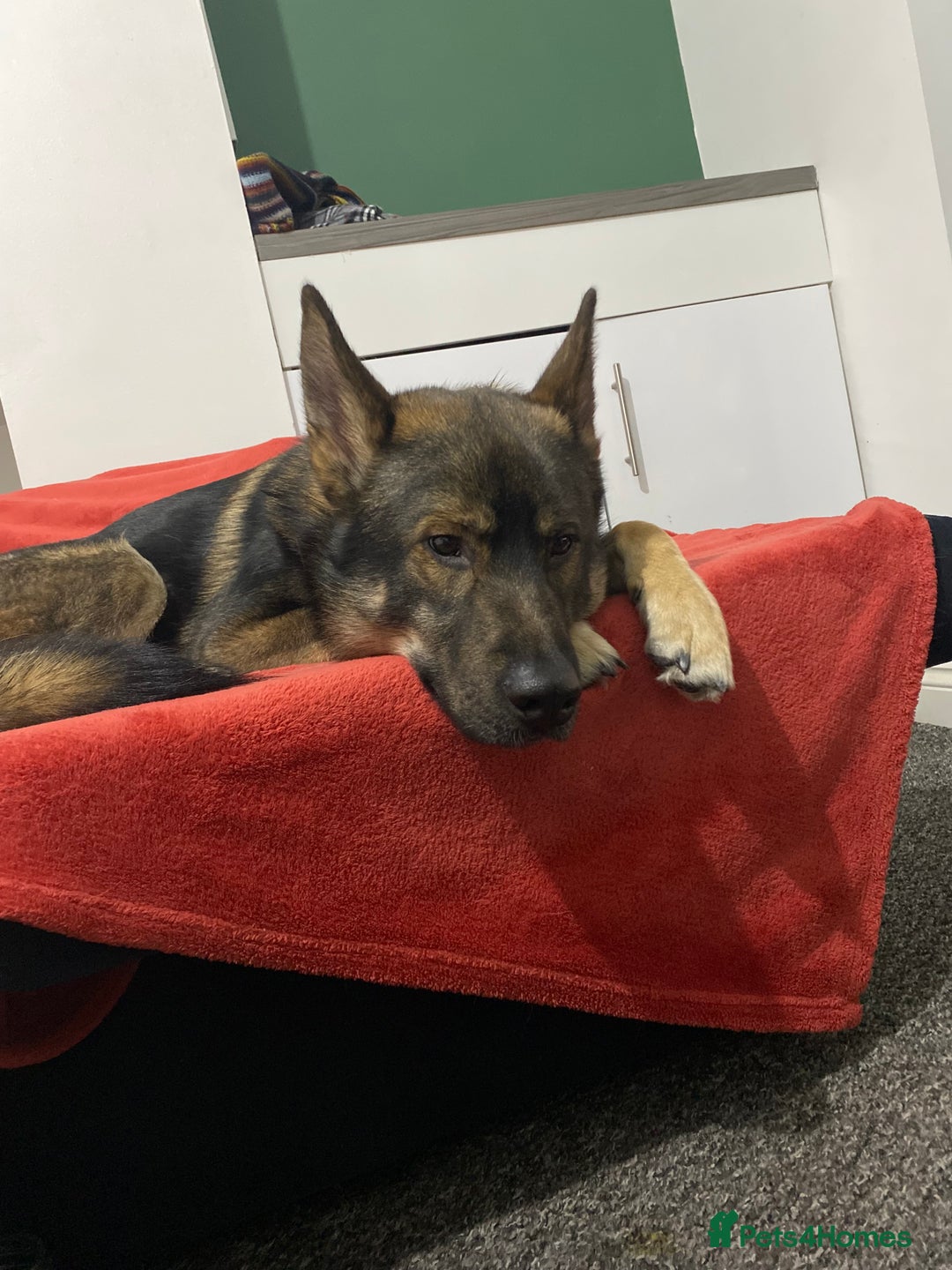 Mixed Breed dogs for sale: 3 year old German Shepard Akita mix male - Image 3