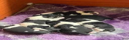 Jack Russell dogs for sale: Beautiful litter of Jack Russel puppies  in Milnthorpe - Advert 13