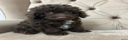 Miniature Poodle dogs for sale: Miniature poodle  - Advert 14