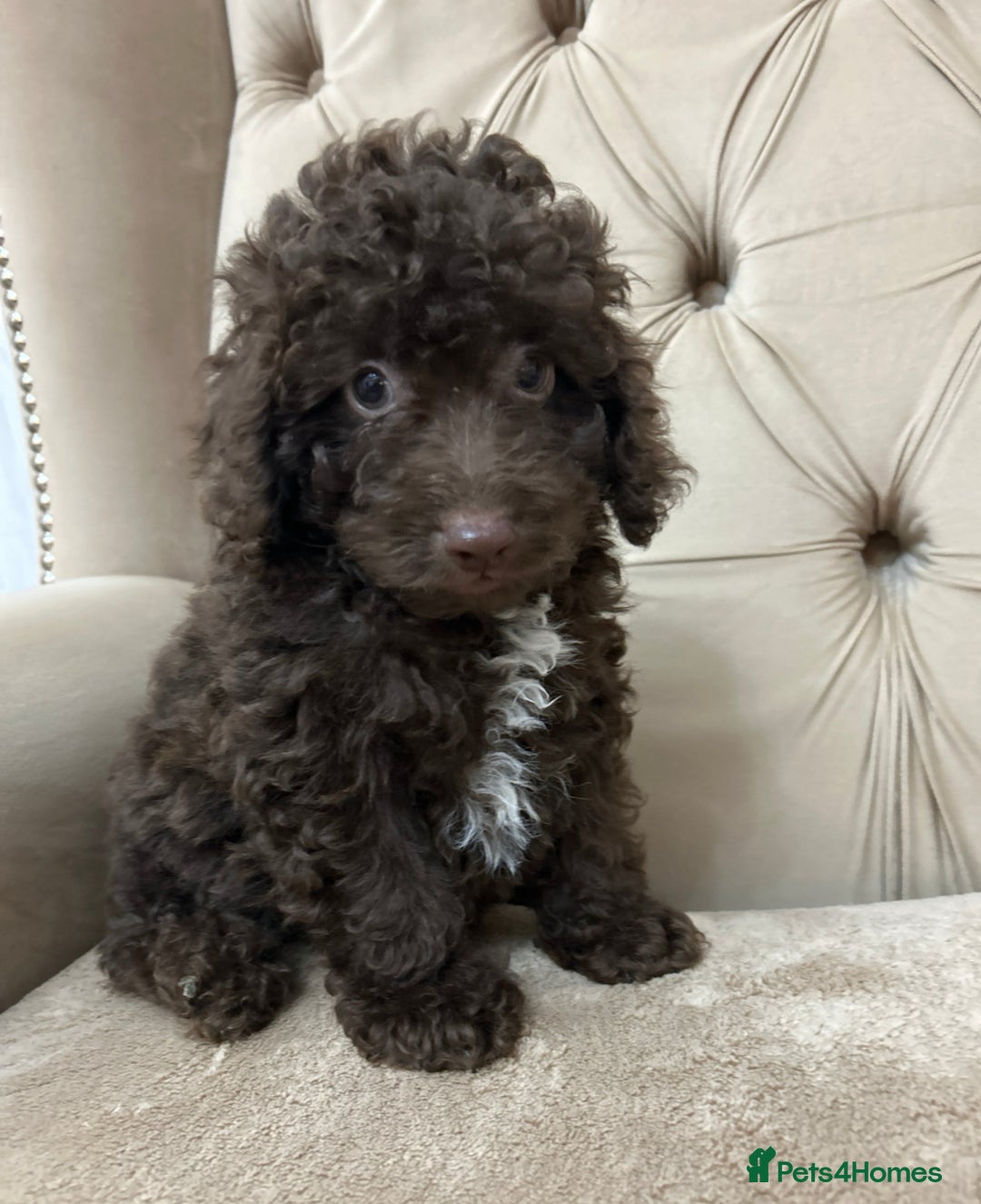 Miniature Poodle dogs for sale: Miniature poodle  - Advert 14