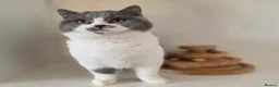 British Shorthair cats for sale: Adorable GCCF REG BSH - ready to leave - Advert 15