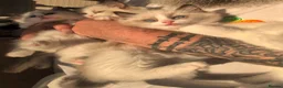 Ragdoll cats for sale: Tica Ragdoll kittens imperial grand champion lines - Advert 20
