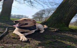 Labrador Retriever dogs for stud: Handsome Golden yellow labrador, family pet - Image 8
