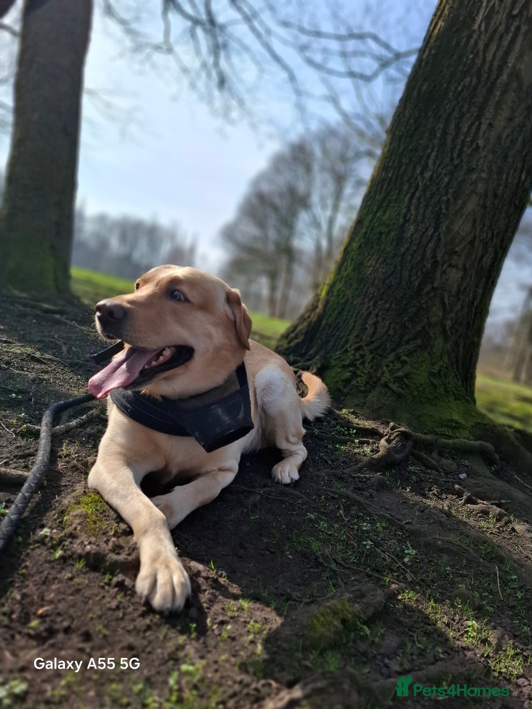 Labrador Retriever dogs for stud: Handsome Golden yellow labrador, family pet - Image 8