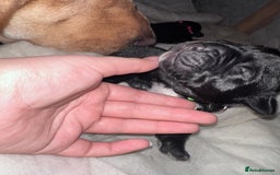 Mixed Breed dogs for sale: Labrador cross Dalmatian puppies - Advert 4