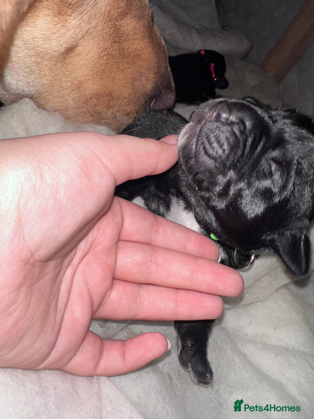 Mixed Breed dogs for sale: Labrador cross Dalmatian puppies - Advert 4