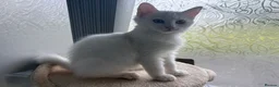 Mixed Breed cats for sale: Brother and sister - possible Turkish Angora.  in Boston - Advert 3