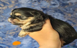 Shih Tzu dogs for sale: Beautiful Shih Tzu Puppies  - Image 11