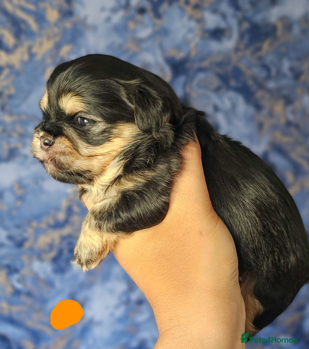 Shih Tzu dogs for sale: Beautiful Shih Tzu Puppies  - Image 11