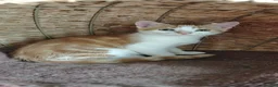 Mixed Breed cats for sale: Ginger and black/white semi-longhair kitten - Advert 8