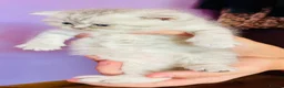 Scottish Fold cats for sale: Beautiful Scottish fold/straight ready to reserve  - Advert 4