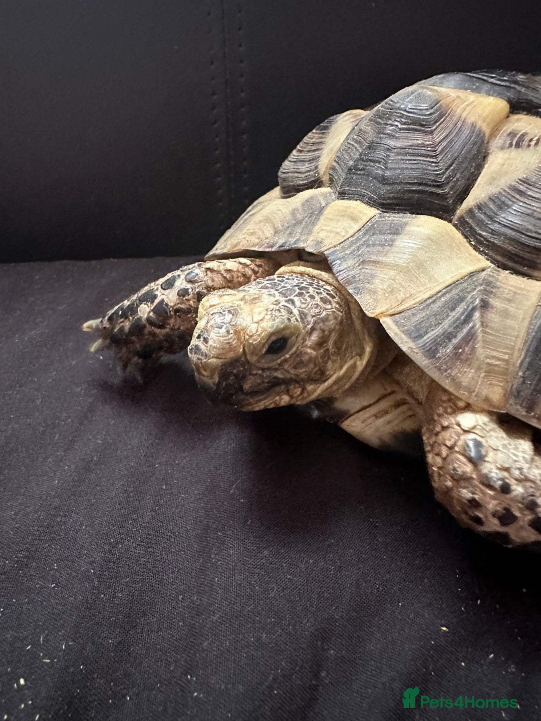 Tortoise reptiles for sale: Mediterranean Spur Thighed  - Advert 3