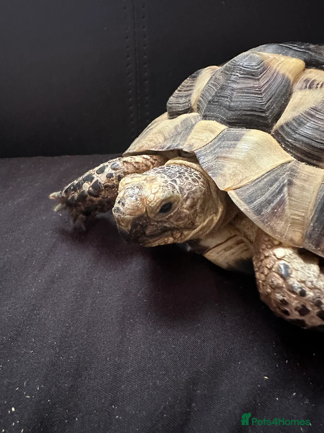 Tortoise reptiles for sale: Mediterranean Spur Thighed  - Advert 3