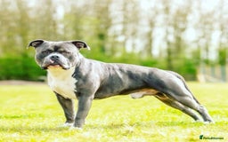American Bully dogs for sale: American Bully, Standard, 6yo, GrCh bloods - Image 2
