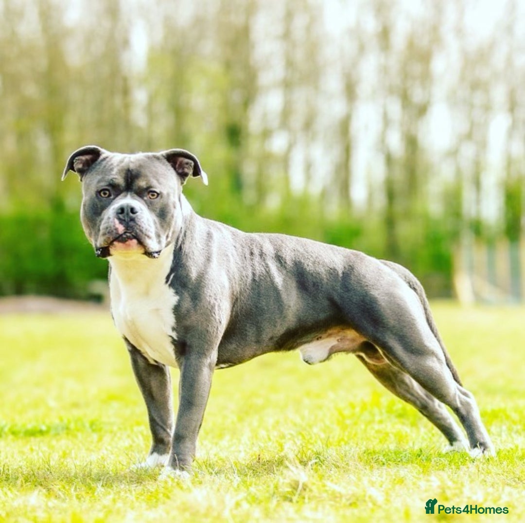 American Bully dogs for sale: American Bully, Standard, 6yo, GrCh bloods - Image 2