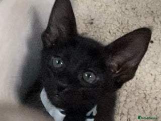 Oriental cats Oriental kittens - Advert 10