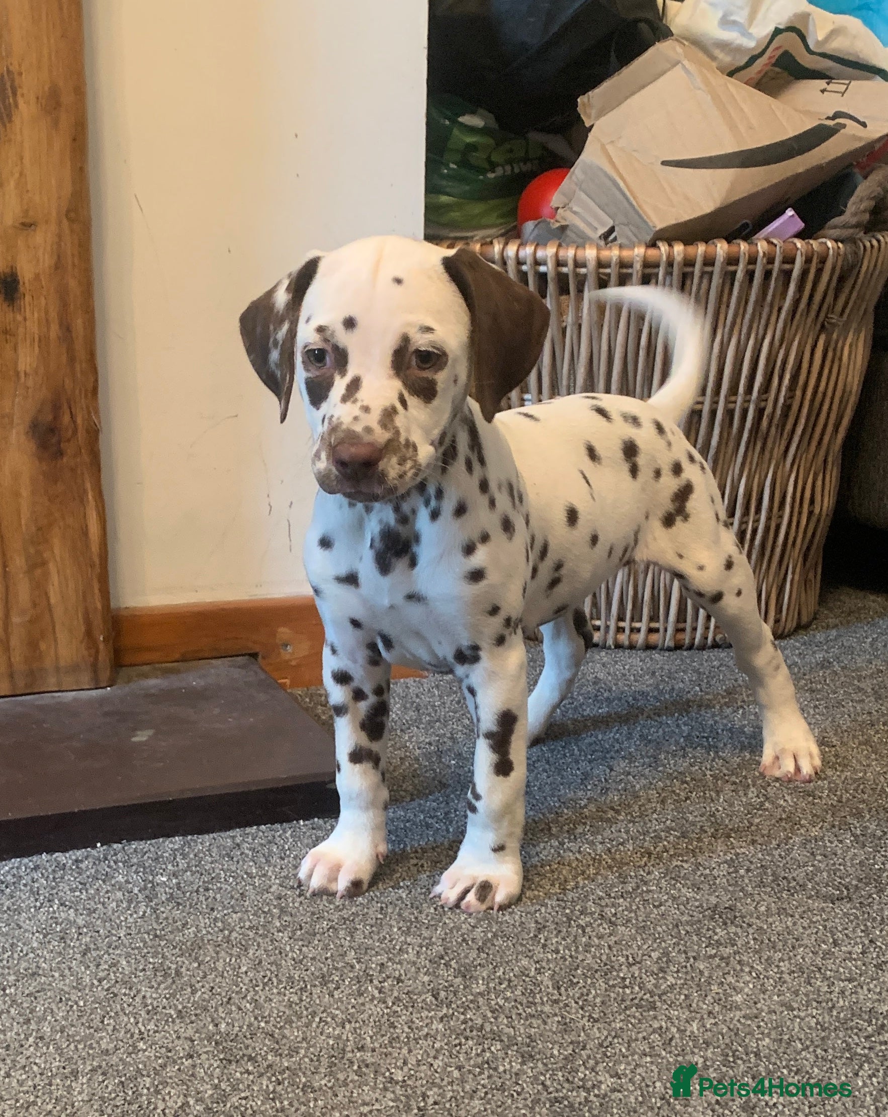 Dalmatian dogs KC Dalmatian Puppies  - Advert 9