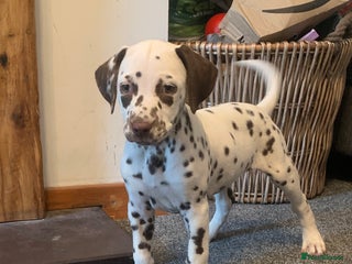 Dalmatian dogs KC Dalmatian Puppies - Advert 3