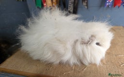 Guinea Pig rodents for sale: Swiss breed guinea pig babies & going adults  - Image 8