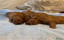 Cavapoo dogs for stud: Extensively Heath Tested Deep Red Min Poodle in Mansfield - Image 8
