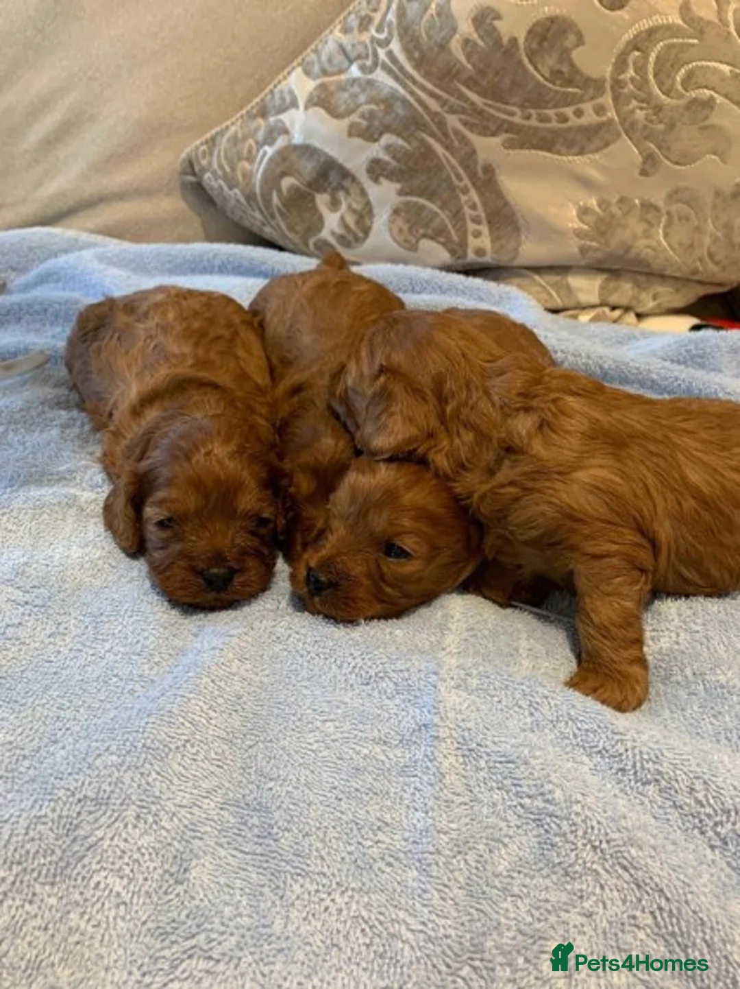 Cavapoo dogs for stud: Extensively Heath Tested Deep Red Min Poodle in Mansfield - Advert 8