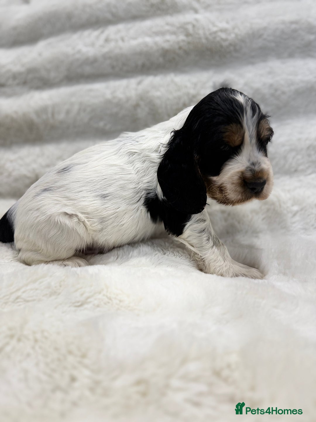 Cocker Spaniel dogs for sale: Kc Show type Cocker Spaniels  - Advert 8