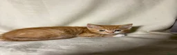 Mixed Breed cats for sale: 3 beautiful kittens - Ready for rehoming - Advert 2