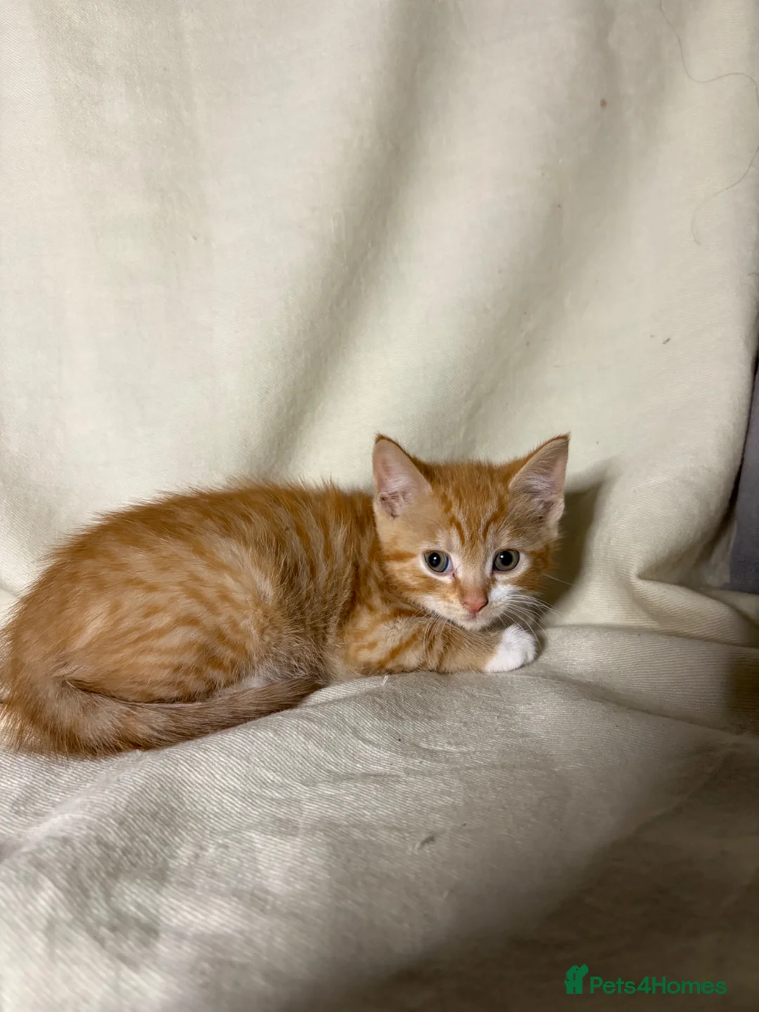 Mixed Breed cats for sale: 3 beautiful kittens - Ready for rehoming - Advert 2