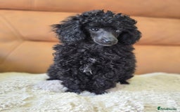 Toy Poodle dogs for sale: Stunning tiny Black girl Toy Poodle - Image 9