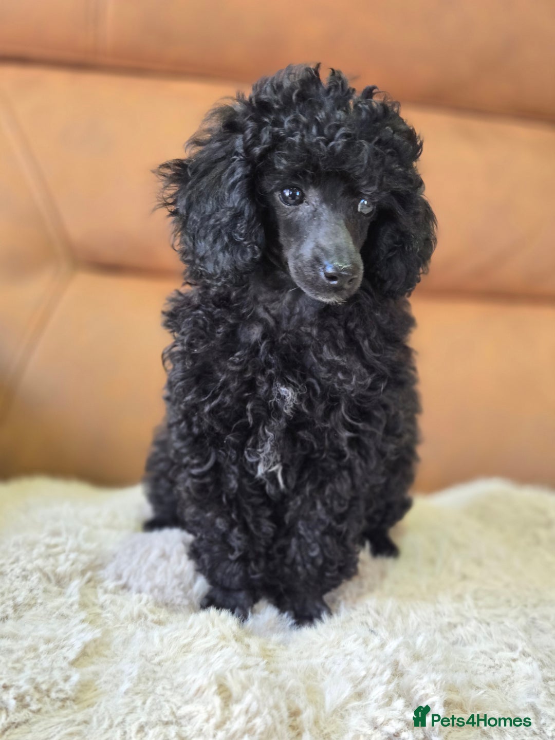 Toy Poodle dogs for sale: Stunning tiny Black girl Toy Poodle - Image 9