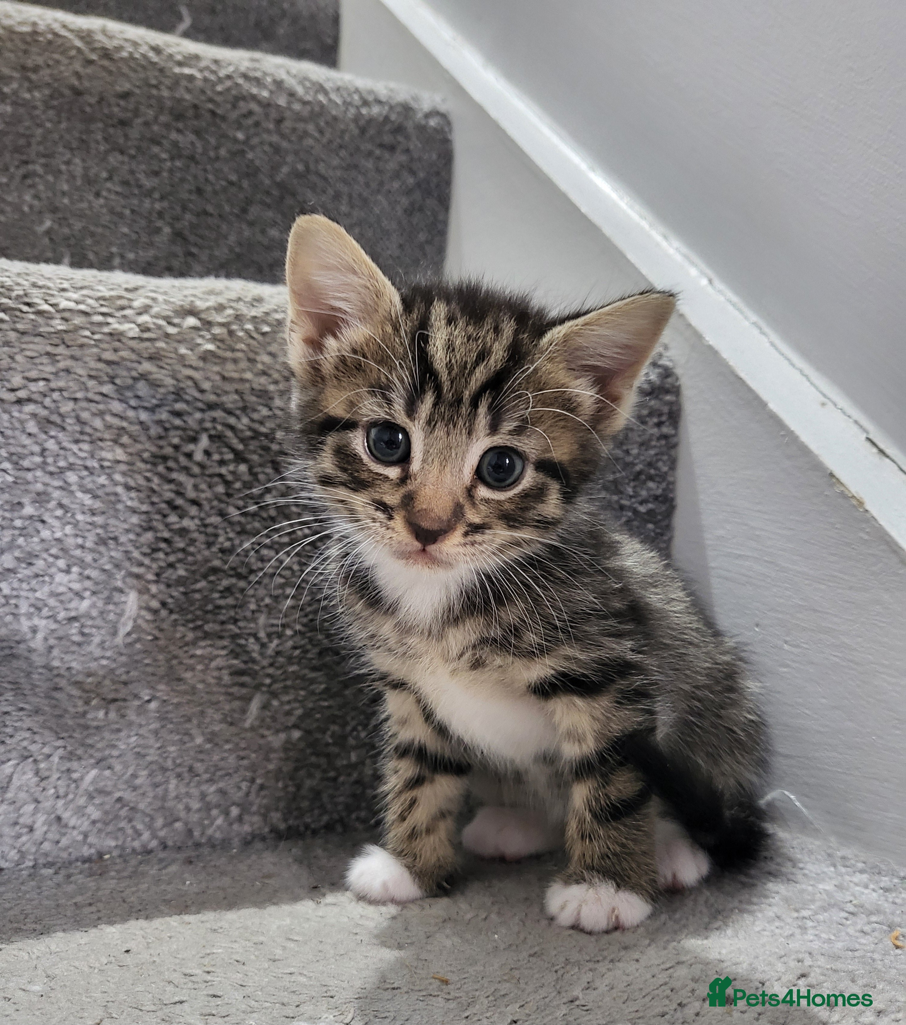 British Shorthair cats Kittens for sale - Advert 1