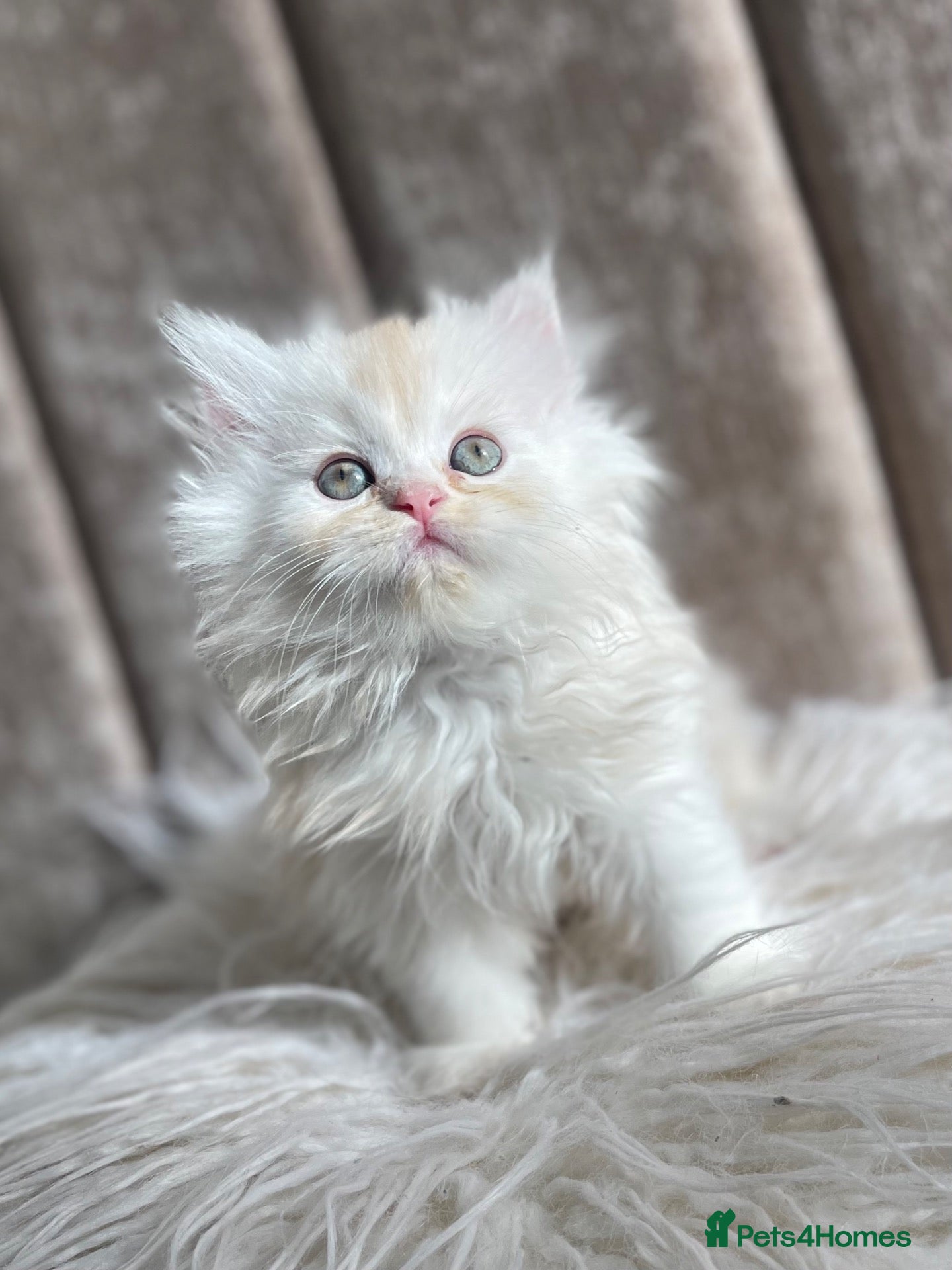 Persian cats Persian Chinchilla white golden - Advert 2
