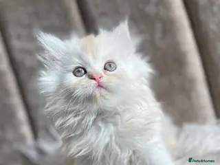 Persian cats Persian Chinchilla white golden - Advert 2