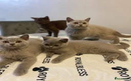 British Shorthair cats for sale: 🐾 TOP QUALLITY LILAC BSH reg GCCF purebred 🐾 - Image 28