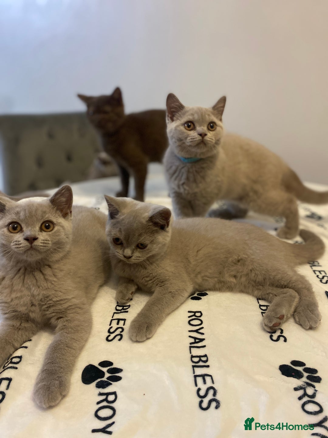 British Shorthair cats for sale: 🐾 TOP QUALLITY LILAC BSH reg GCCF purebred 🐾 - Image 28