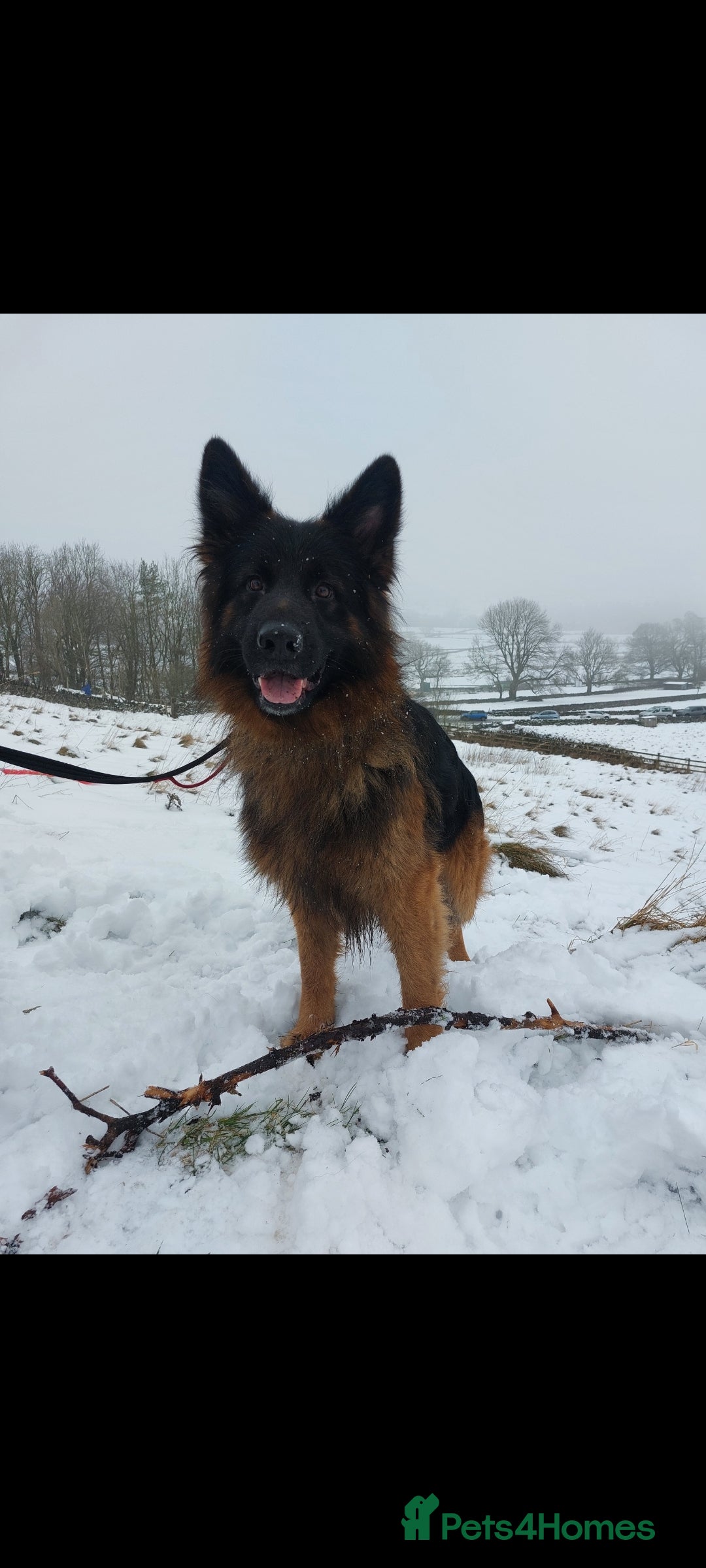 German Shepherd dogs for sale: Puppies  - Advert 11