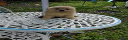 Pomeranian dogs for sale: Stunning palmeranian puppies for sale 8 weeks old. - Advert 6