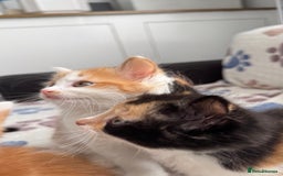 Domestic Shorthair cats for sale: Beautiful and adorable kittens for sale☺️ - Image 36