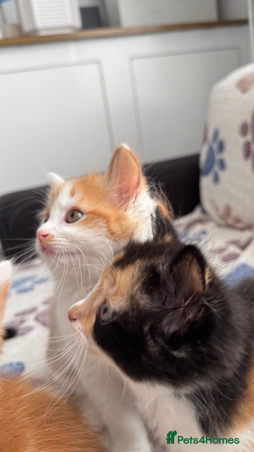 Domestic Shorthair cats for sale: Beautiful and adorable kittens for sale☺️ - Image 36