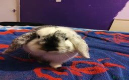 Dwarf Lop rabbits for sale: Stew  - Image 2