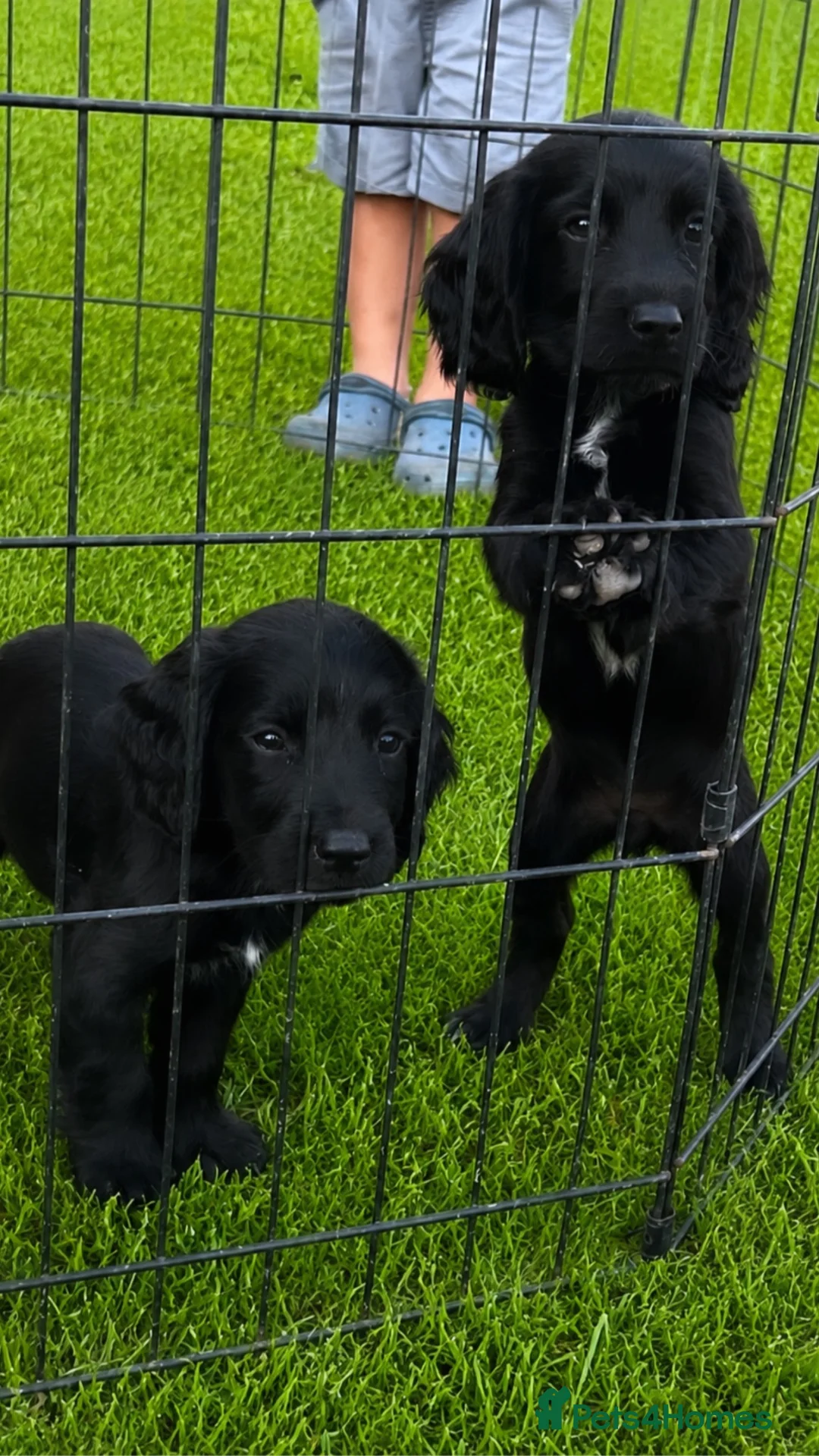 Cocker Spaniel dogs for sale: Cocker spaniel puppies for sale  in Southampton - Advert 2