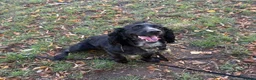 Cocker Spaniel dogs for sale: Beautiful 4-Year-Old Female Cocker Spaniel - Advert 3