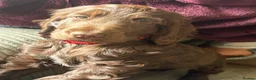 Cocker Spaniel dogs for sale: 100%show cocker spaniel kc reg   - Advert 31